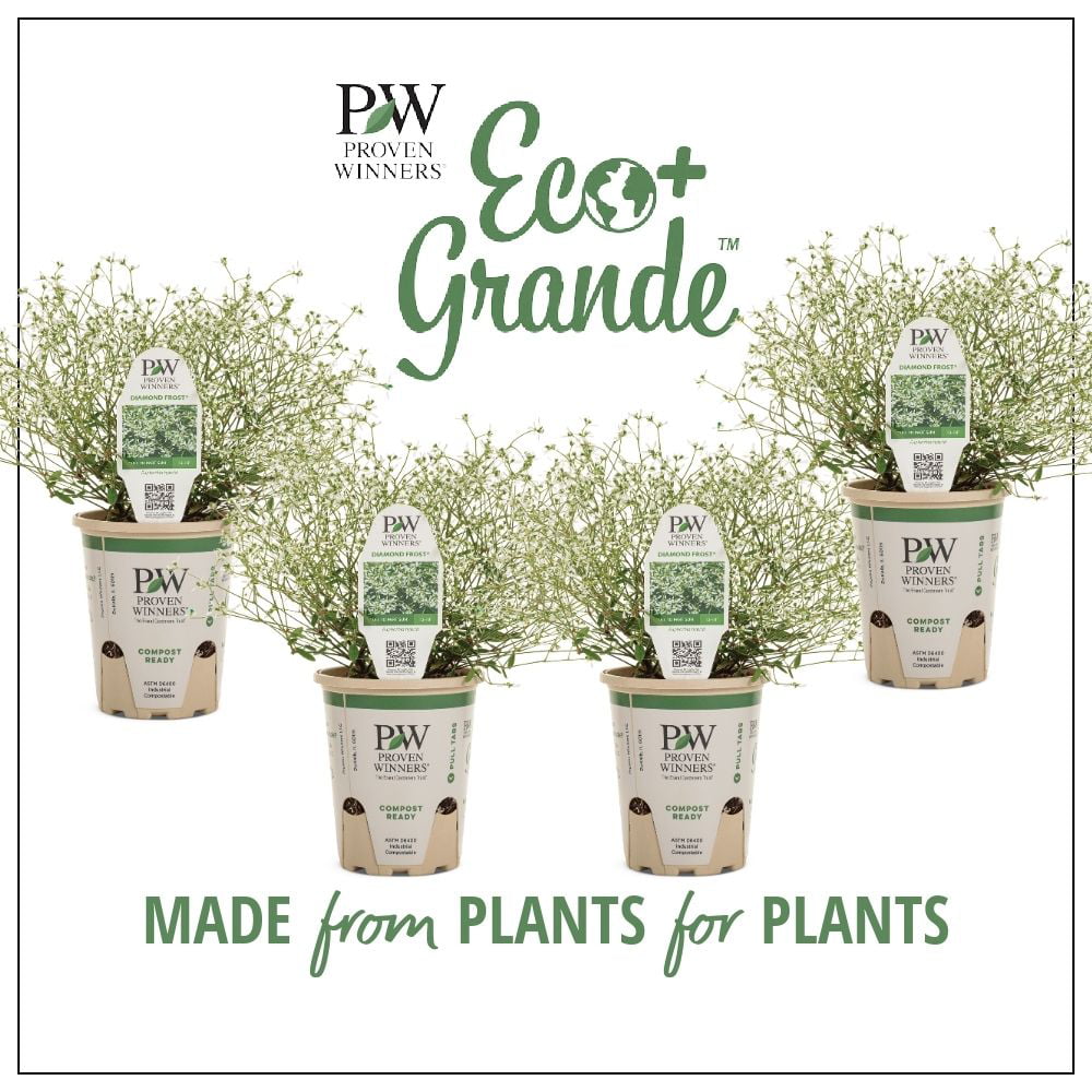 4.25 in. Eco+Grande， Diamond Frost (Euphorbia) Live Plant， White Flowers (4-Pack)