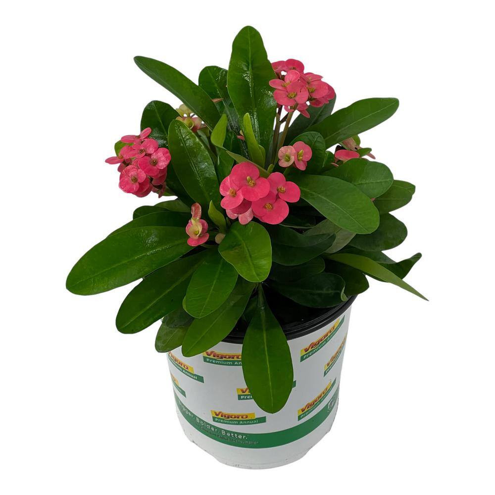 Vigoro 2.5 Qt. Crown of Thorns Plant Pink Flowers in 6.33 In. Grower's Pot (2-Plants) DC1GCROWNPINK2