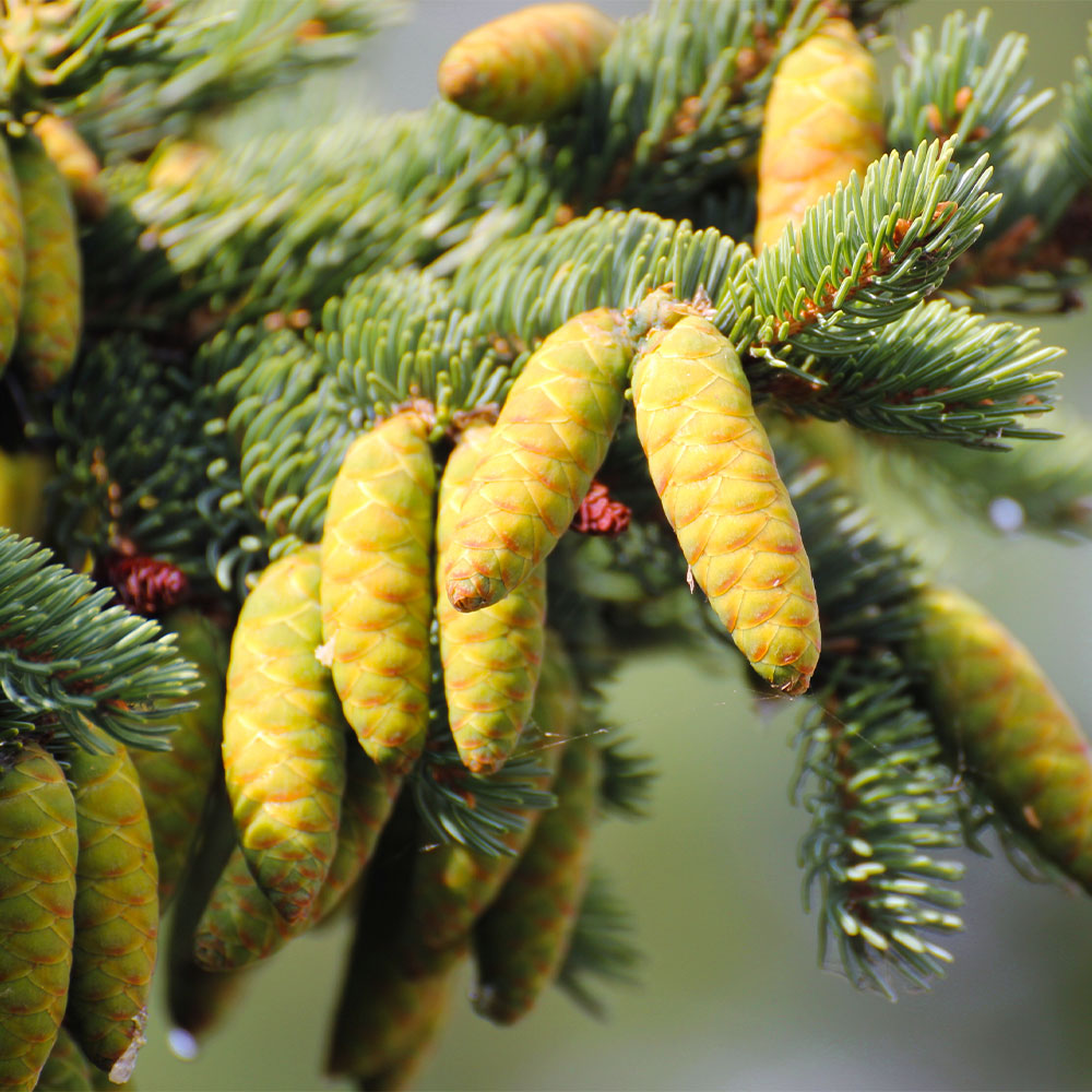 White Spruce Tree