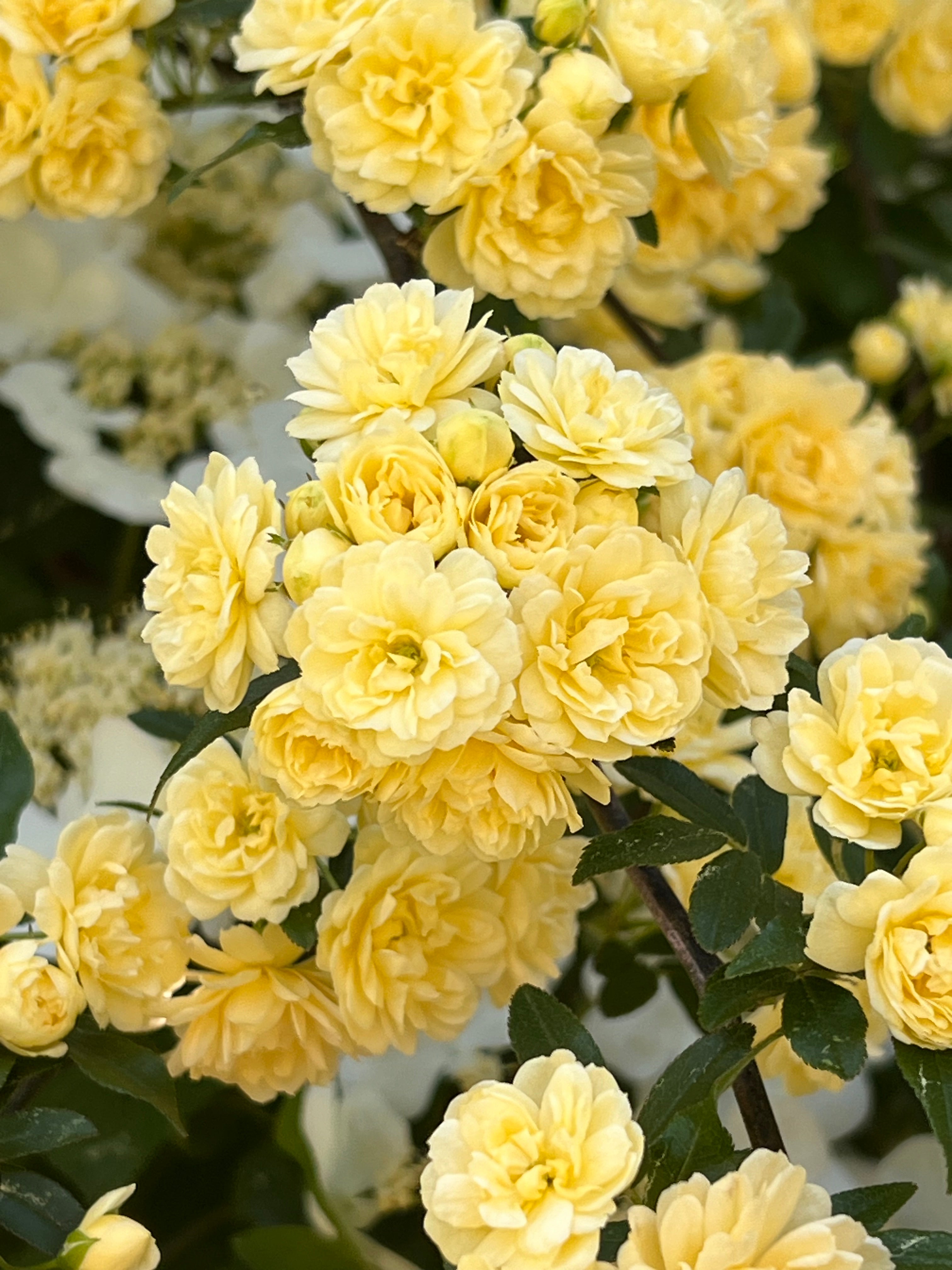 Yellow Lady Banks Rose