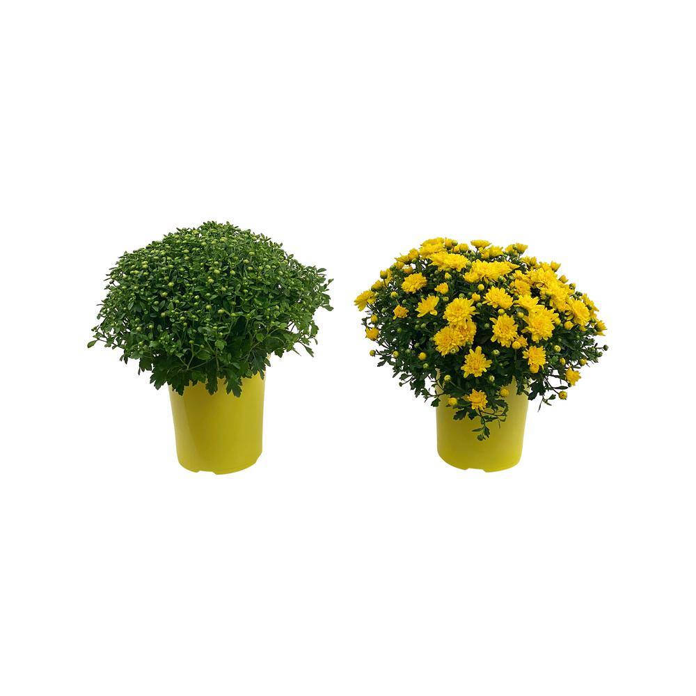 Pure Beauty Farms 2.5 Qt. Mum Chrysanthemum Plant Yellow Flowers in 6.33 In. Grower's Pot (2-Plants) DC1GMUMYEL2