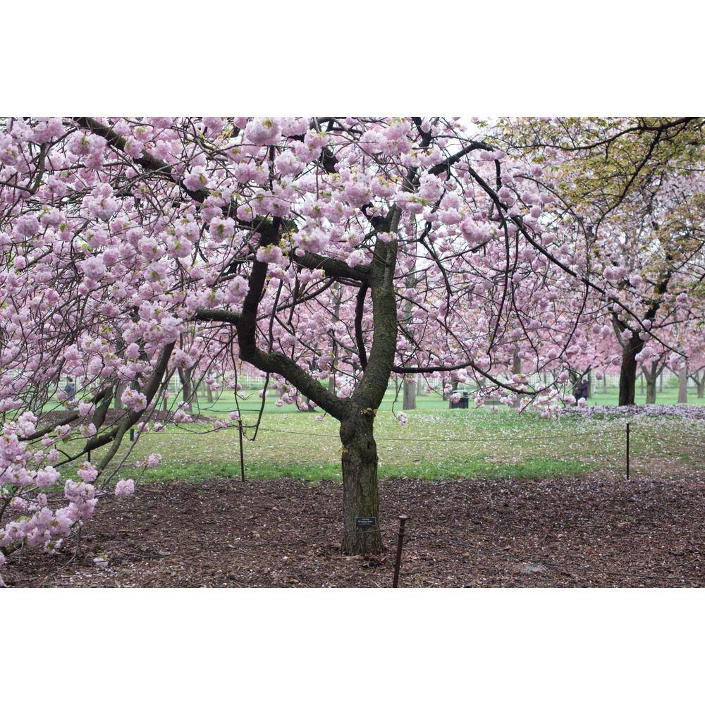 Online Orchards 3 ft. Shogetsu Cherry Blossom Tree with Elegant Multi-Petal Flowers FLCH207