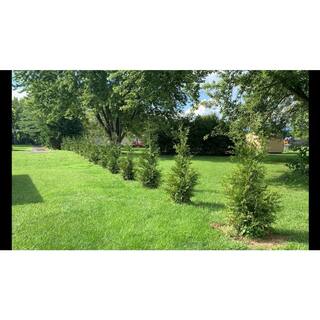 BELL NURSERY 3 Gal. Green Giant Arborvitae (Thuja) Live Evergreen Shrub THUJA3GRG1PK