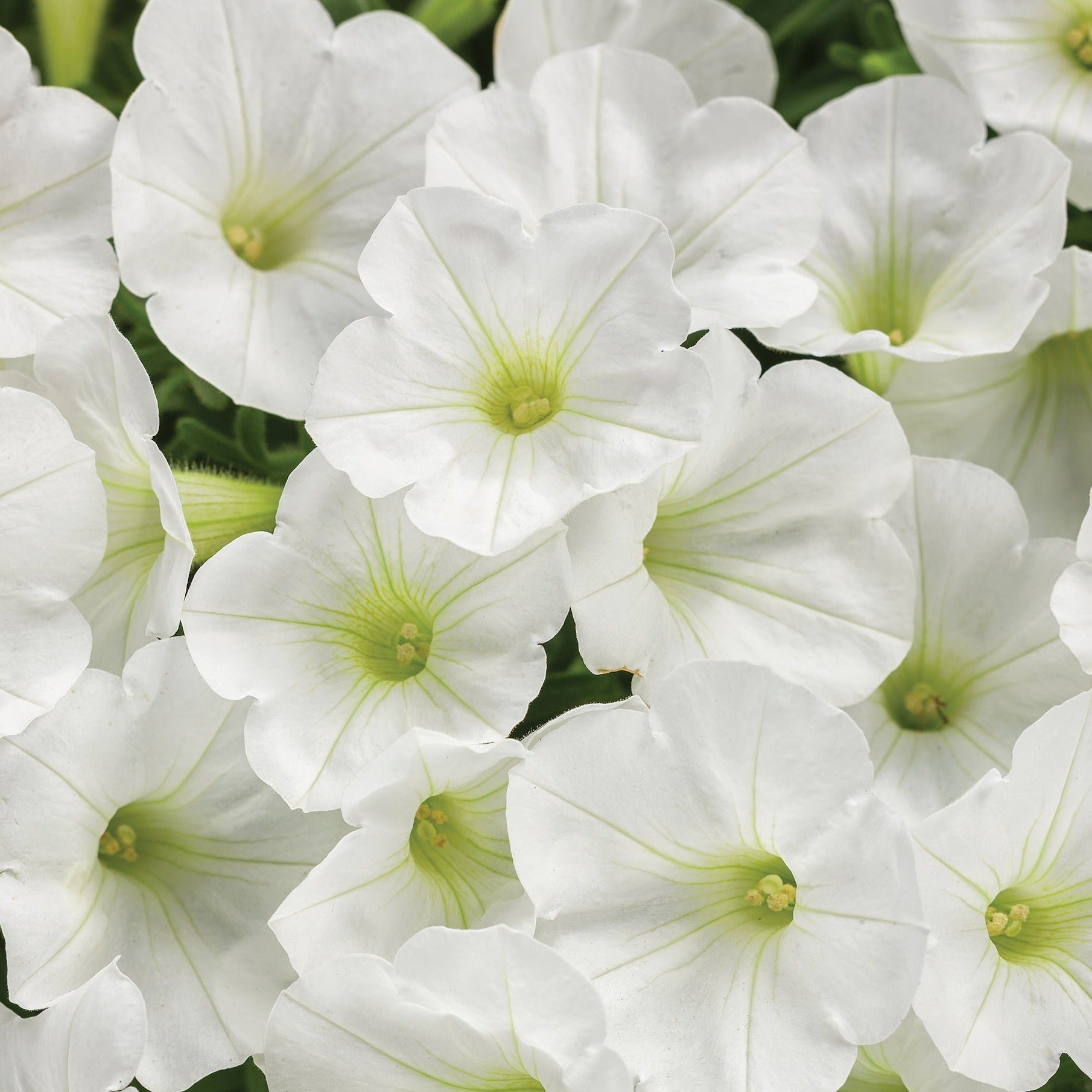 4.25 in. Eco+Grande， Supertunia Mini Vista White (Petunia) Live Plants， White Flowers ((4-Pack))