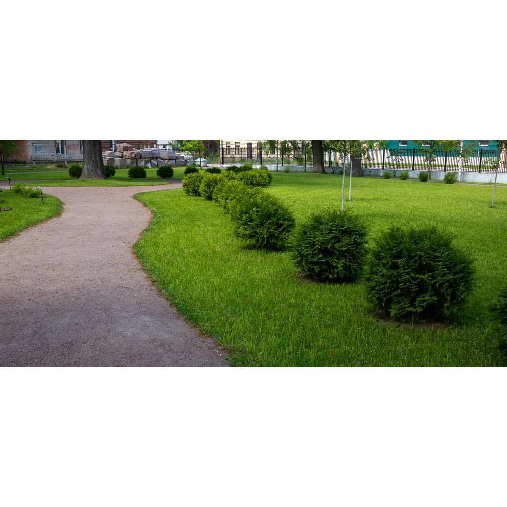BELL NURSERY 1 Gal. Thuja Danica (Globe) Live Evergreen Shrub THUJA1DAN1PK