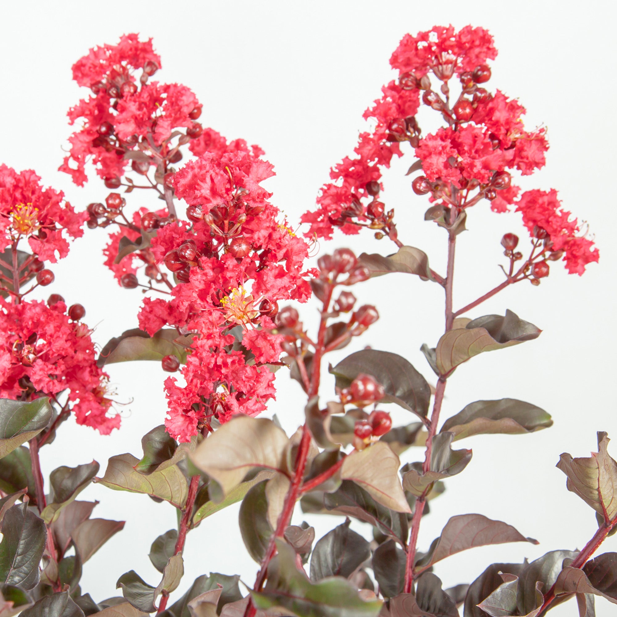 3 Gal. Black Diamond Best Red Crape Myrtle  - Unique Foliage， Bright Red Blooms