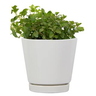 Vigoro 4.4 in. Piedmont Small White Ceramic Planter (4.4 in. D x 4.2 in. H) with Drainage Hole and Attached Saucer CR01721S-04W