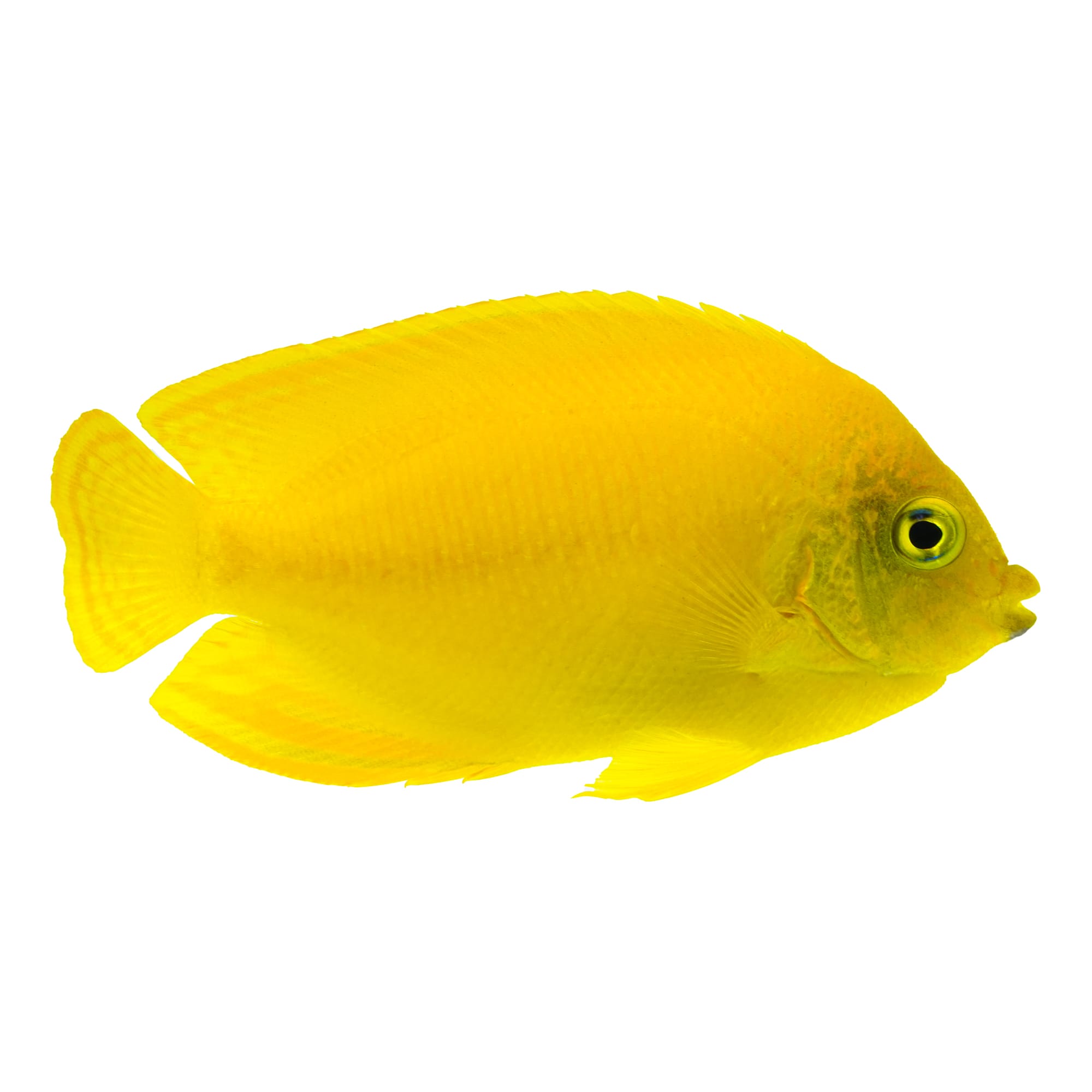 Yellow Angelfish (Centropyge heraldi)