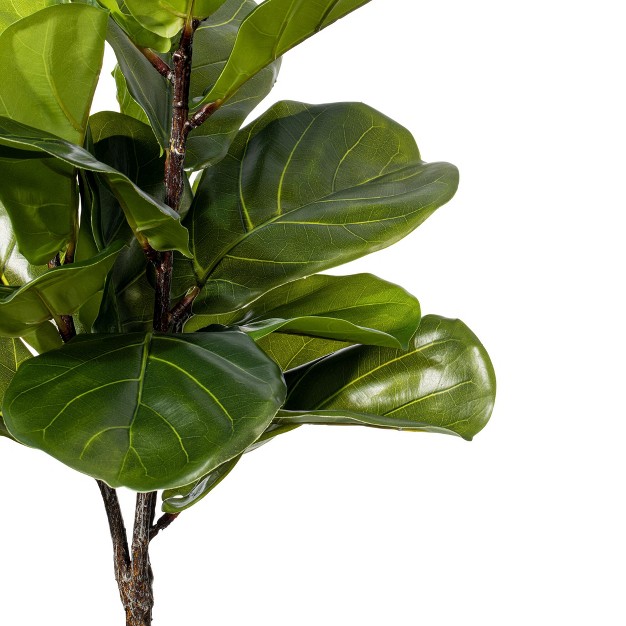 Green Fiddle Leaf Plant In Black Pot.