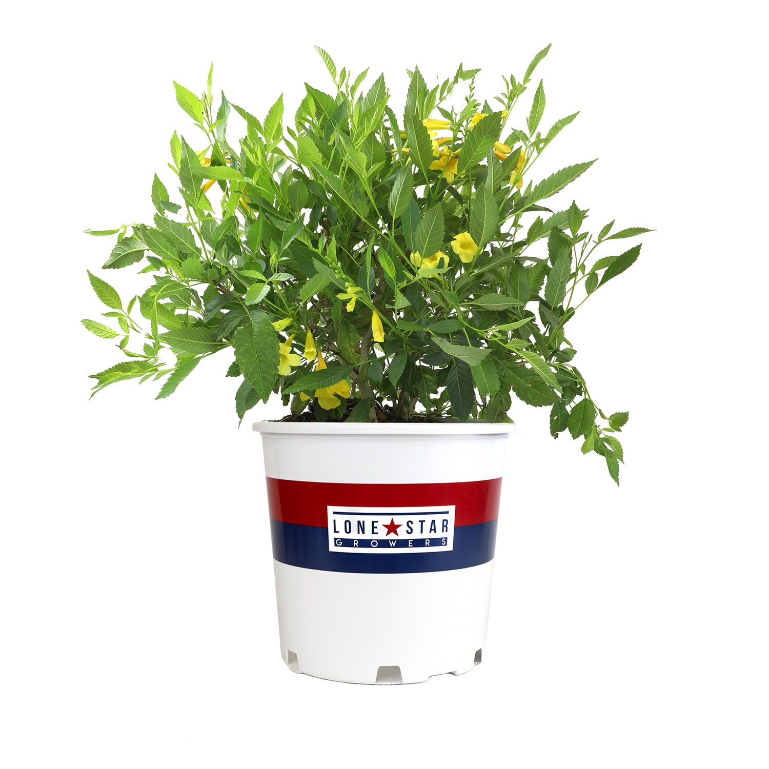 Lone Star Growers by Altman Plants 2Gal Yellow Tecoma Sun Trumpets