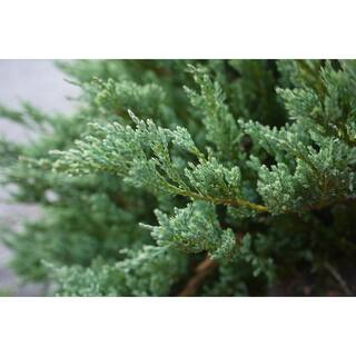 BELL NURSERY 1 Gal. Blue Rug Creeping Juniper Live Evergreen Shrub JUNIP1HWI1PK