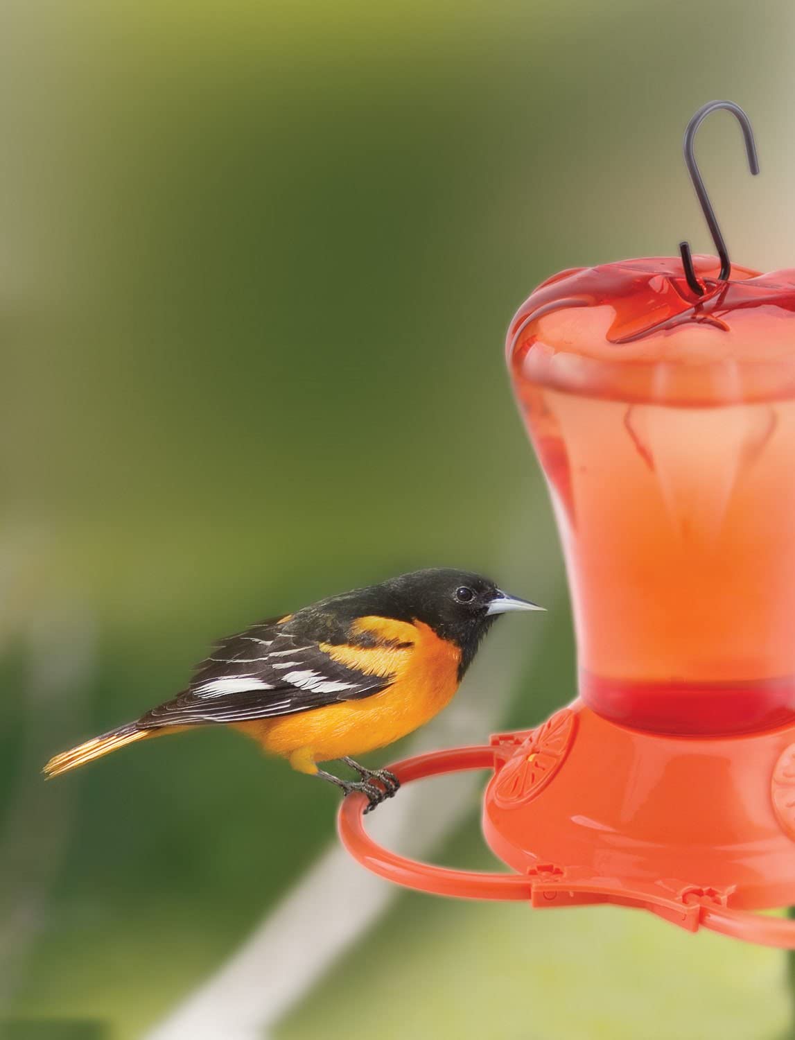 More Birds 38125 Oriole Plastic Orange Wild Bird Feeder with Bee Guard 34 Ounce