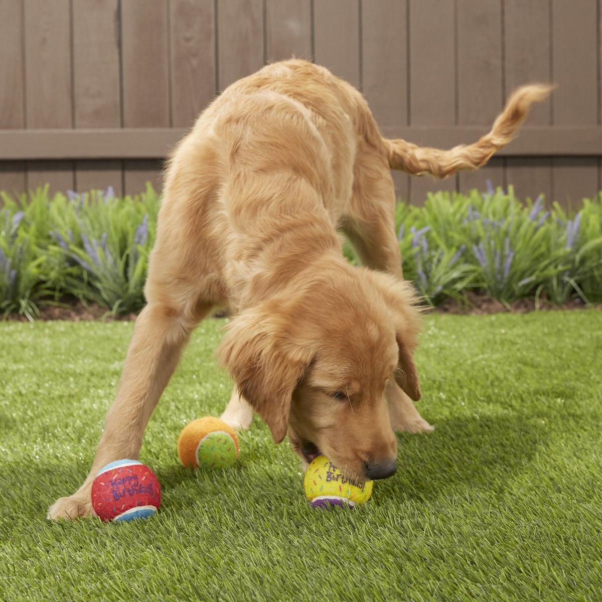 Frisco Fetch Squeaking Birthday Tennis Ball Dog Toy， 3-Pack