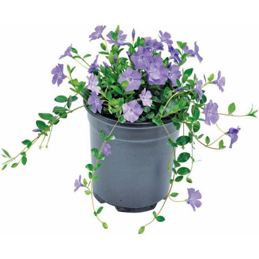 2.5 qt. Vinca Minor Bowles Mauve 1005887392