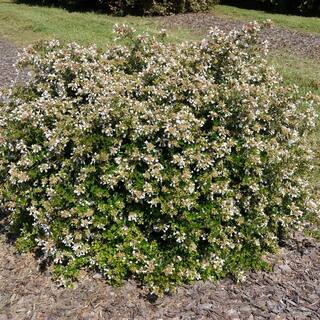 national PLANT NETWORK 3 Gal. Abelia Apple Perfection Shrub with White Flowers HD1673