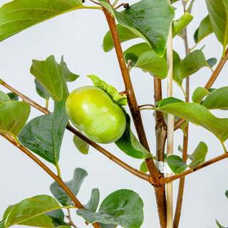 Perfect Plants 4.5 ft. Tall Hana Fuyu Persimmon Tree Self Fruitful Non-Astringent Variety THD00582