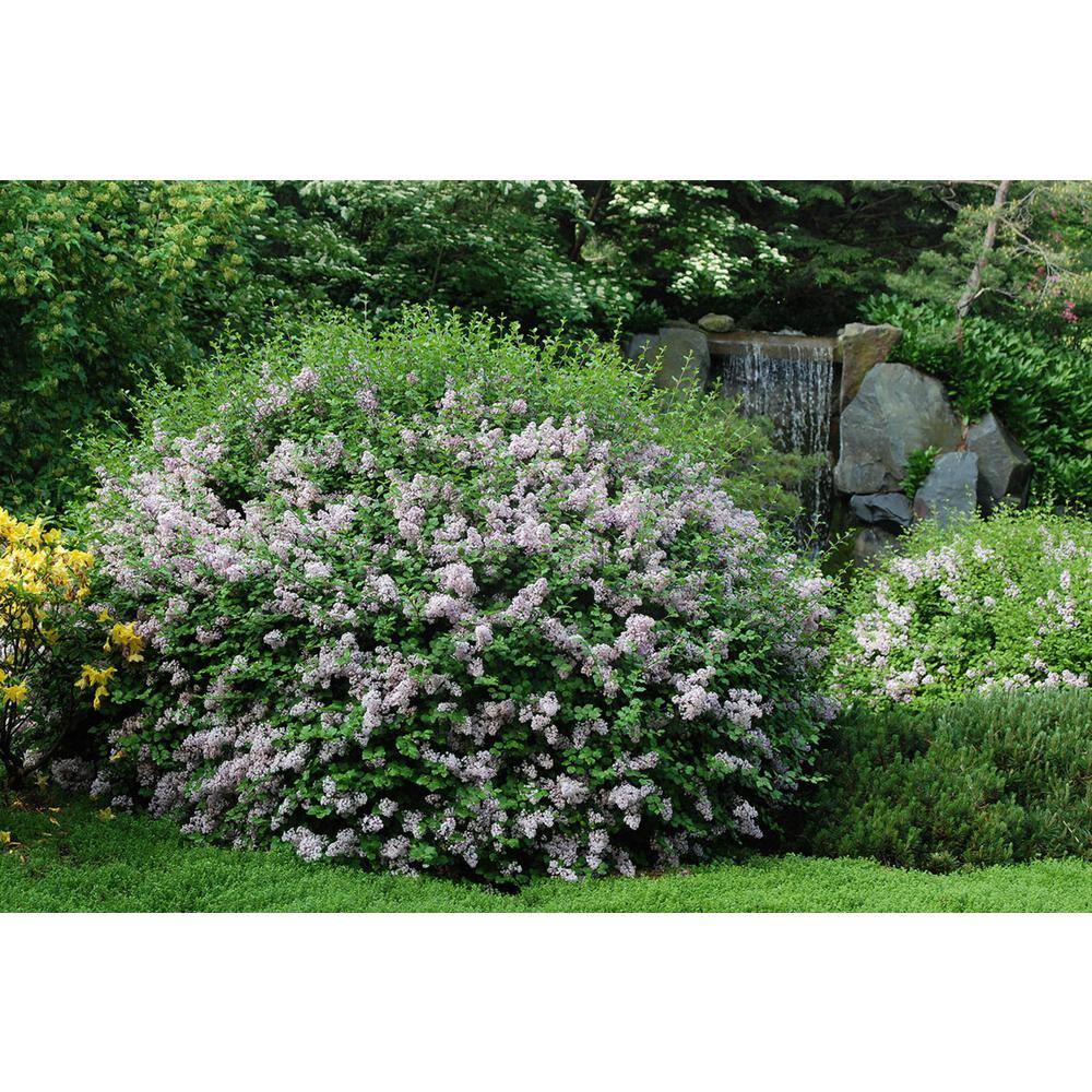 2.25 Gal. Korean Lilac Live Shrub with Fragrant Pink-Purple Flowers O860003