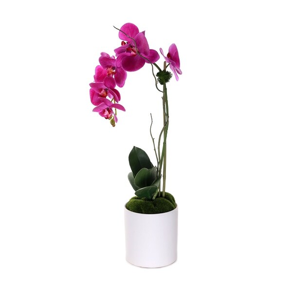 Purple Phalaenopsis Orchid in White Cylinder Pot