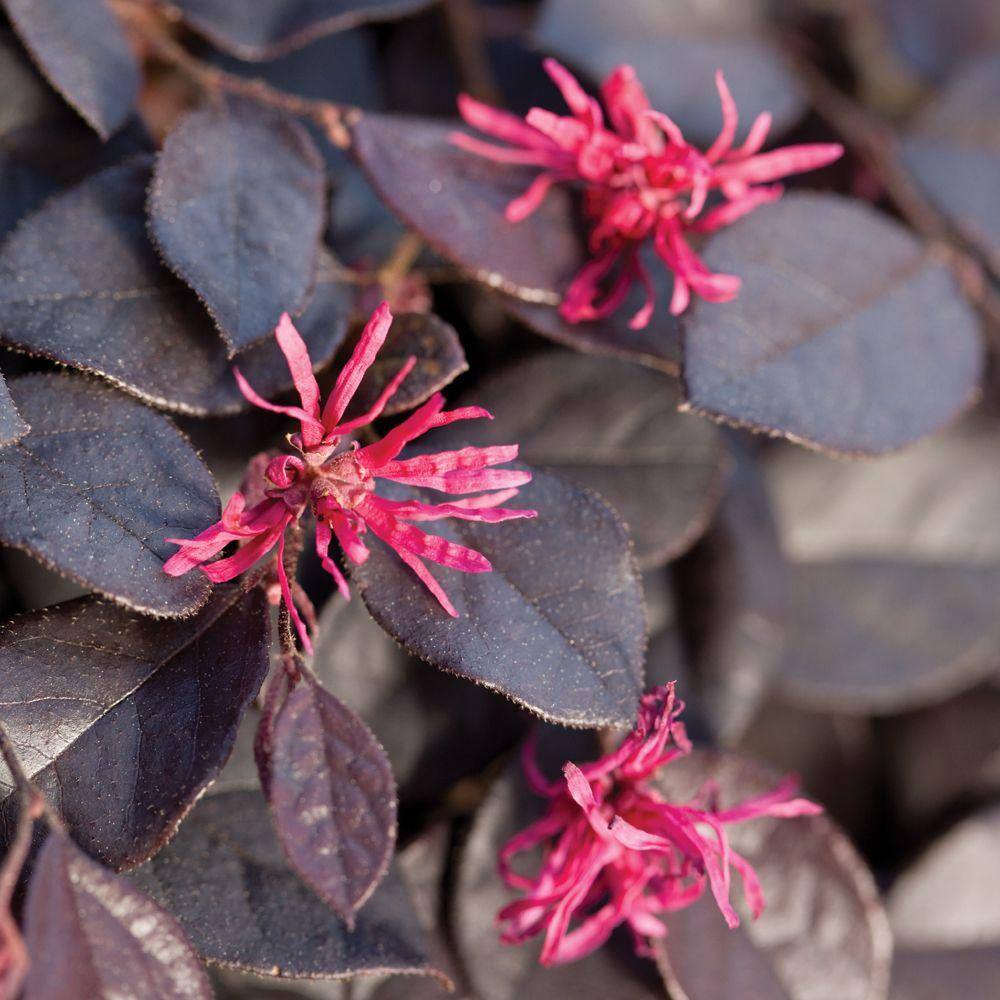 SOUTHERN LIVING 1.5 Gal. Purple Pixie Dwarf Weeping Loropetalum Groundcover Evergreen Shrub with Purple Foliage Pink Blooms 42052