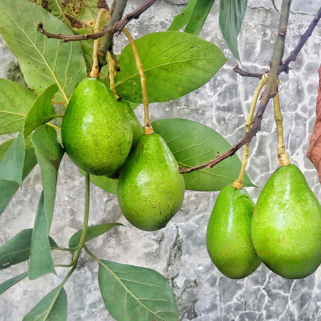 Monroe Avocado Tree