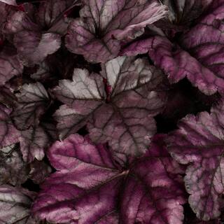 METROLINA GREENHOUSES 2.5 Qt. Proven Winners Heuchera Dolce Wildberry Perennial Plant (3-Pack) 4547