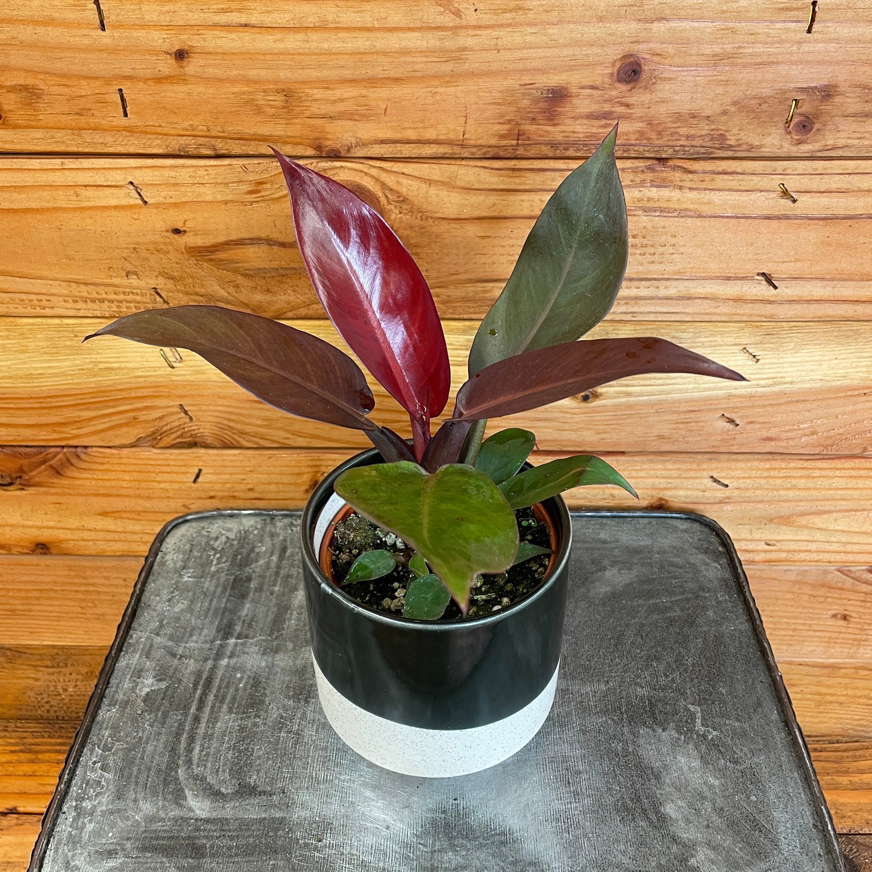 Philodendron Sun Red， 4