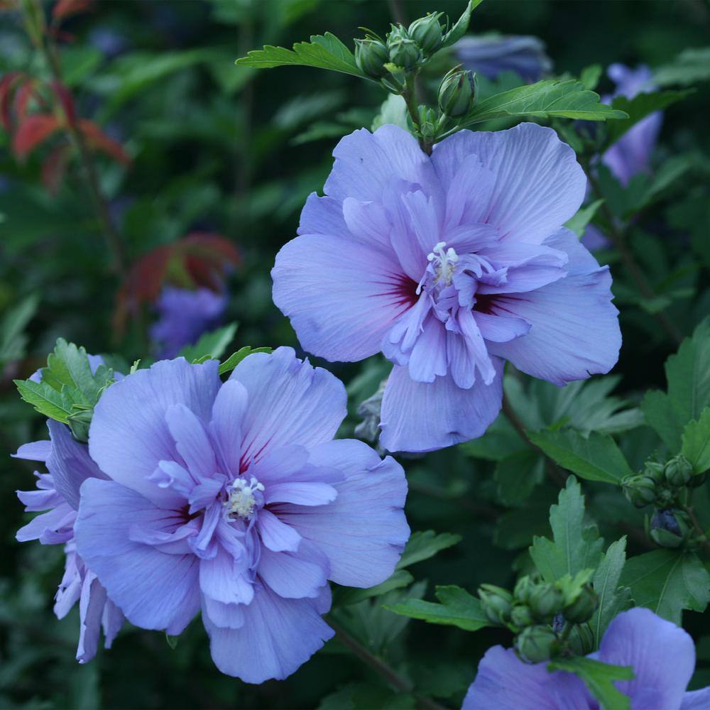PROVEN WINNERS 2 Gal. Blue Chiffon Rose of Sharon (Hibiscus) Plant with Blue Flowers 14714