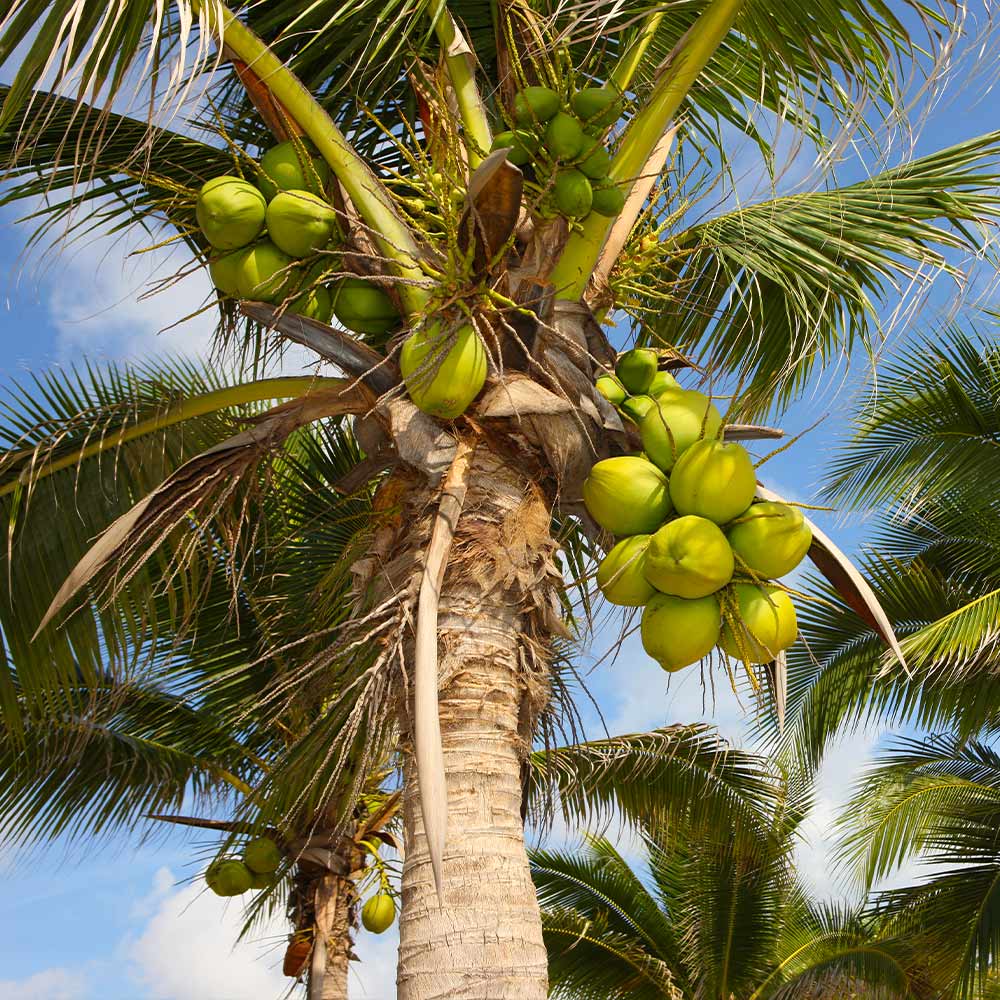 Coconut Palm Tree