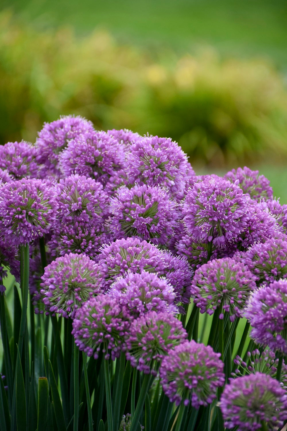 0.65， Proven Winners，  'Serendipity' Ornamental Onion (Allium)， Purple Flowers， Grower Pot