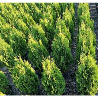 GARTENMEISTER 2.0 Gal. Degroot's Spire Thuja Occidentalis 'Degroot's Spire' Evergreen Live Shrub (1 Each) O88072M