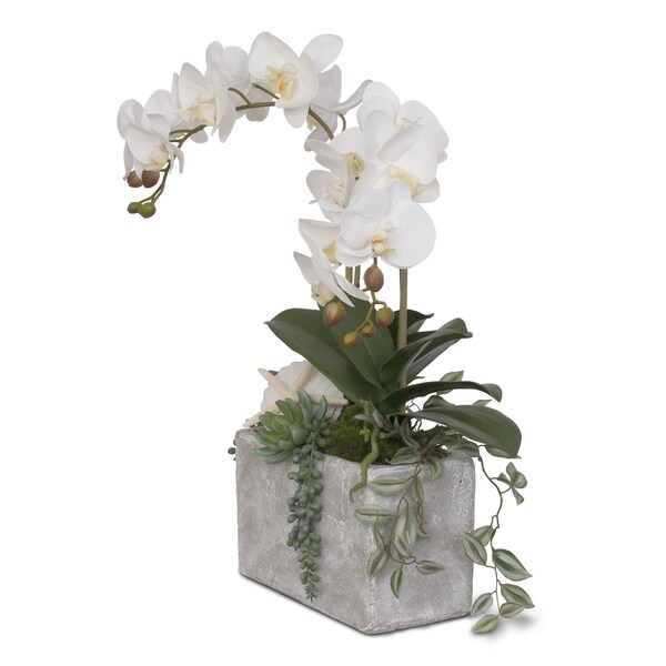 Real Touch Cream White Orchids with Seashell in Stone Wash Pot