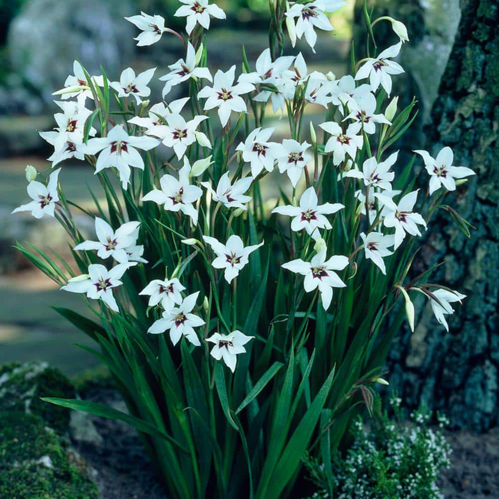 VAN ZYVERDEN Gladiolus Acidanthera Bulbs (Set of 12) 83153