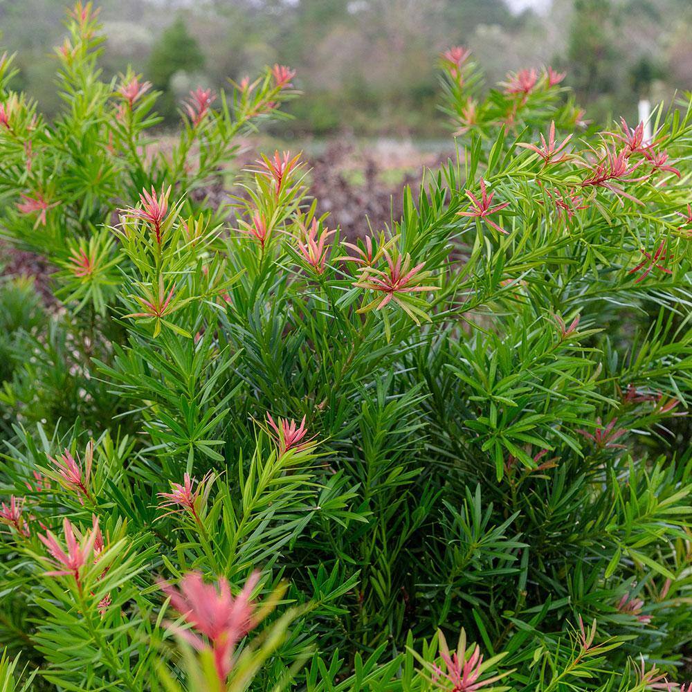 SOUTHERN LIVING 2 Gal. Mood Ring Podocarpus Yew Evergreen Shrub with Bronze Pink New Growth 48442