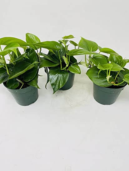 Heart Leaf 'Philodendron cordatum'- (Pack of 3) 4