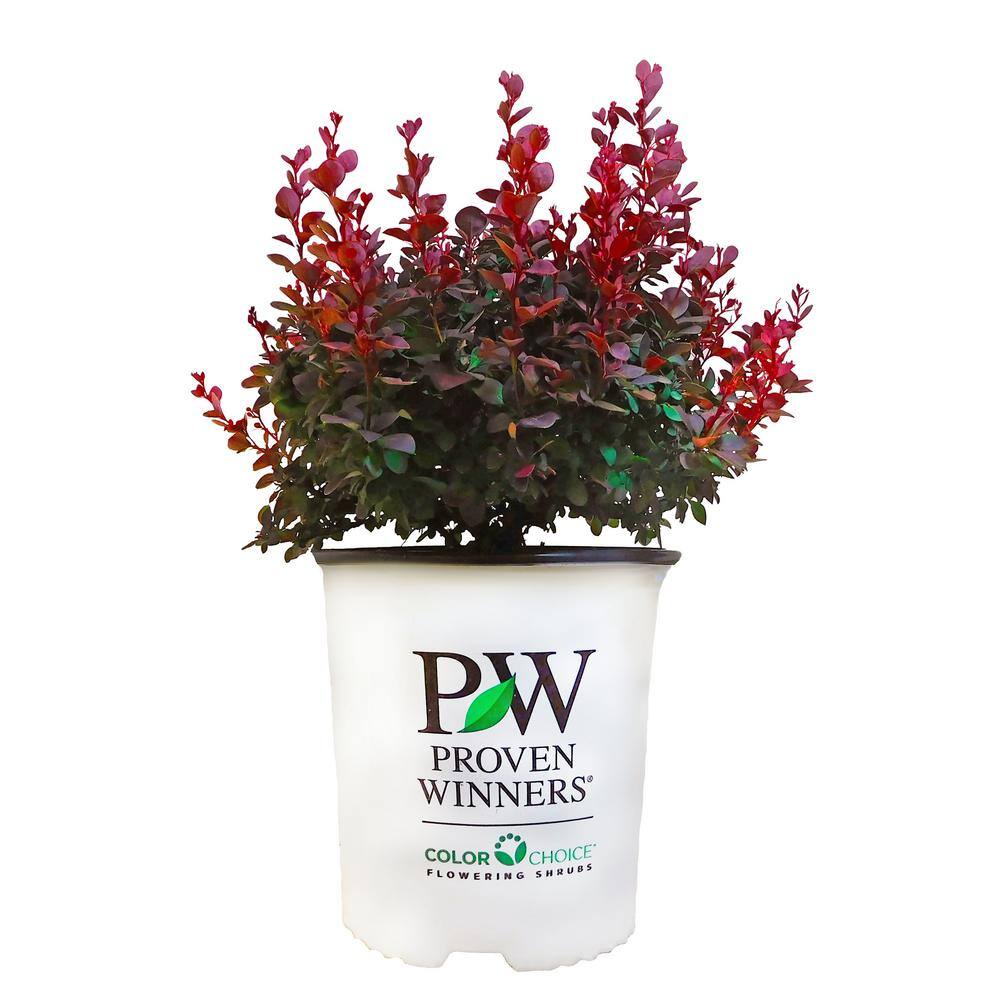 PROVEN WINNERS 2 Gal. Sunjoy Mini Maroon Barberry Plant with Deep Purple-Red Foliage 14735