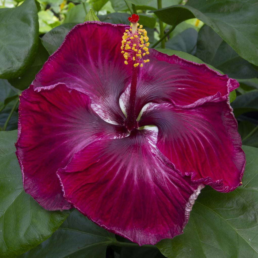 Hibiscus ‘Black Dragon’ (Hibiscus rosa-sinensis hybrid) Flower Shrub， Blue Flowers Hardy Korean Rose of Sharon Starter 25+ seeds pack