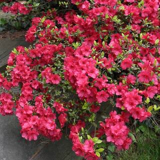 national PLANT NETWORK 2.25 Gal. Azalea Sunglow Flowering Shrub with Red Blooms HD7021
