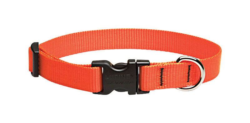 DOG COLLAR13-22