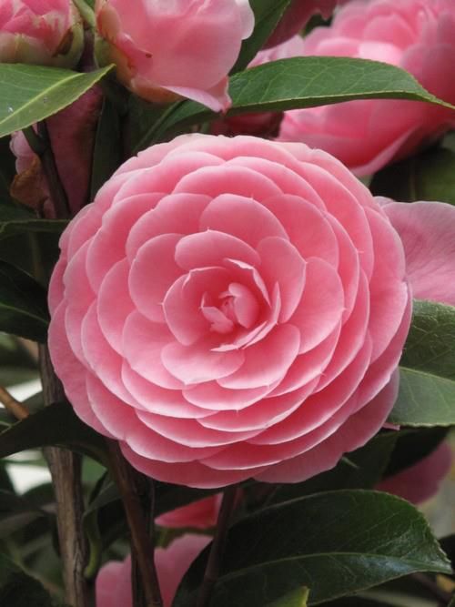 Pink Perfection Camellia