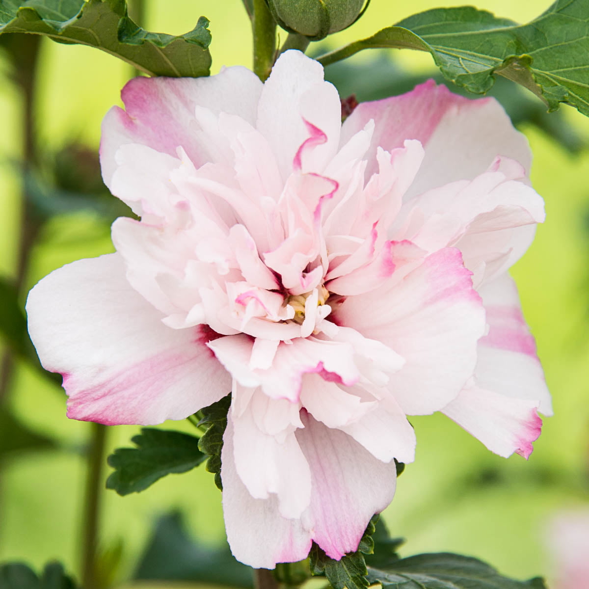 Peppermint Smoothie Rose of Sharon Althea Deciduous Flowers Shrub， grown in a 2.50 quart pot (1-Pack)