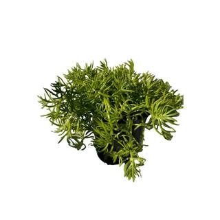 Cesicia Sedum Lemon Ball Spreading Plant (3-Pack) MMPlant08