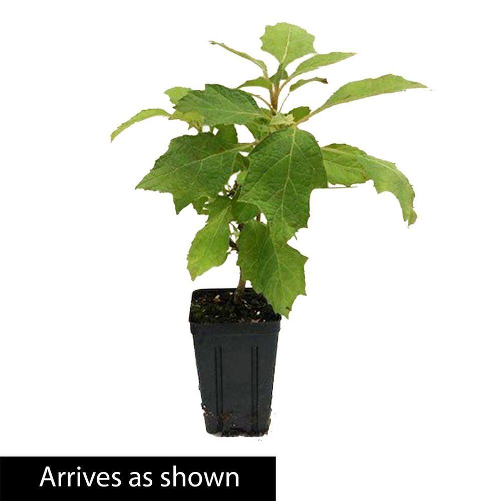 Spring Hill Nurseries 4 in. Pot Snow Queen Oakleaf Hydrangea Live Deciduous Flowering Shrub (1-Pack) 07077