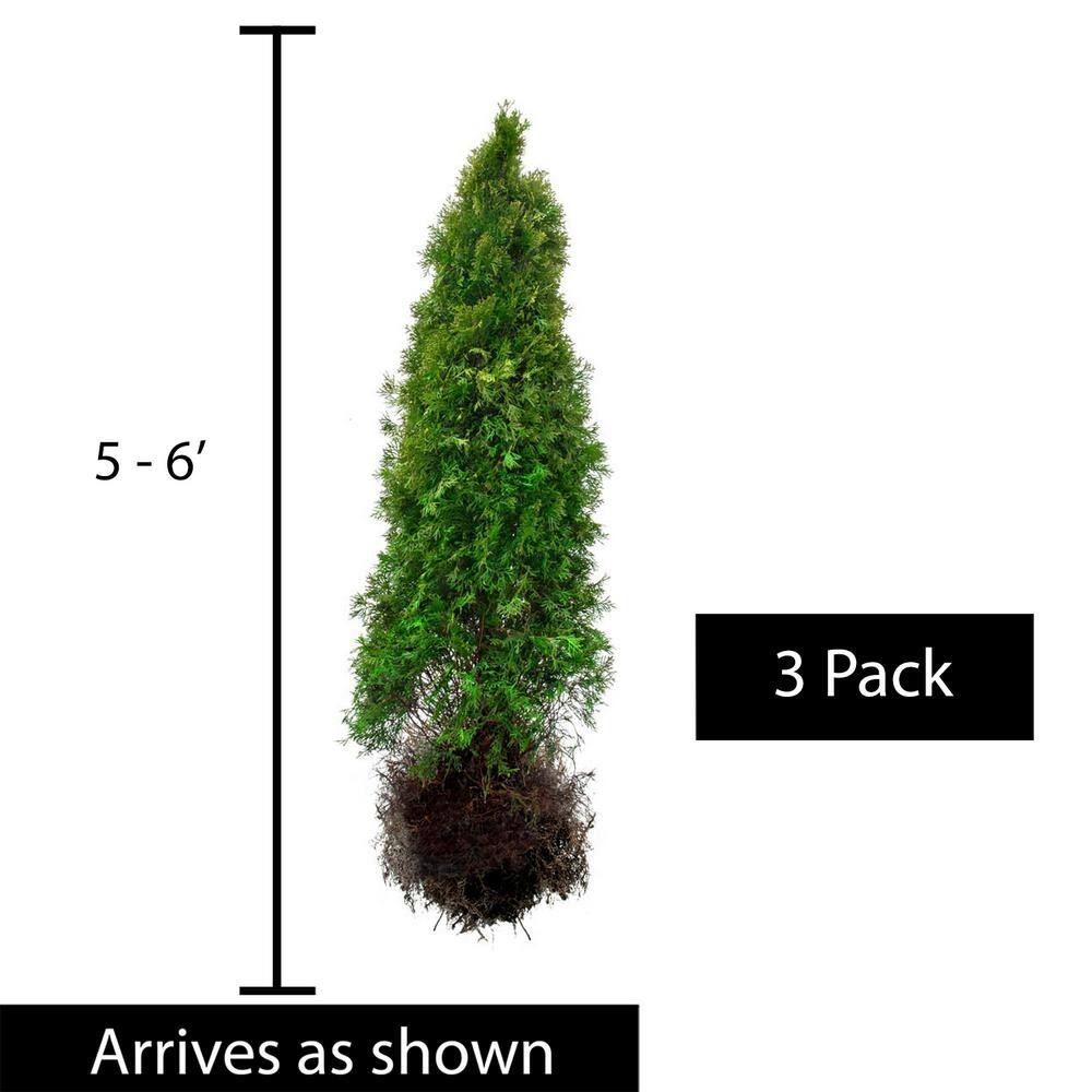 Spring Hill Nurseries Emerald Green Upright Arborvitae Potted Evergreen Shrub Hedge Kit 5 ft. to 6 ft. Tall (3-Pack) 94480