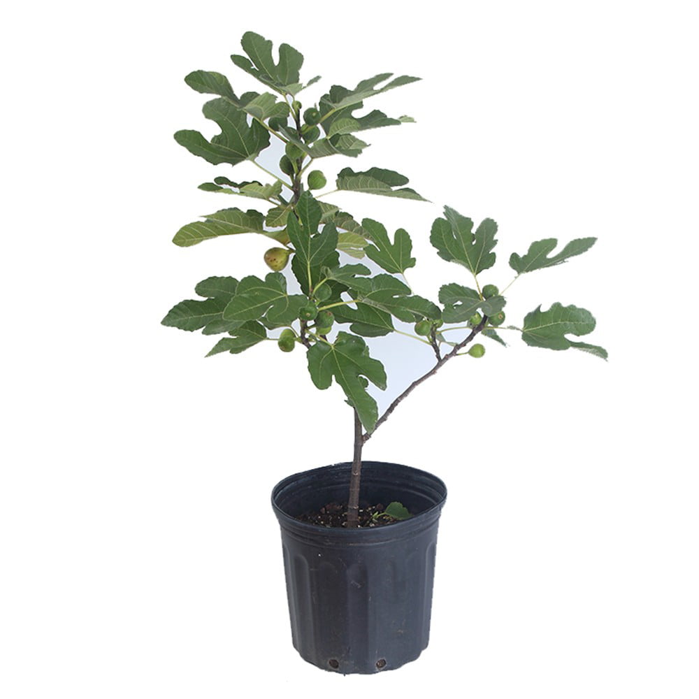 Fig Tree - Live Fruit Tree in a 3 Gallon Pot - Ficus Carica 'Black Mission - Tropical Edible Fruit Bearing Tree