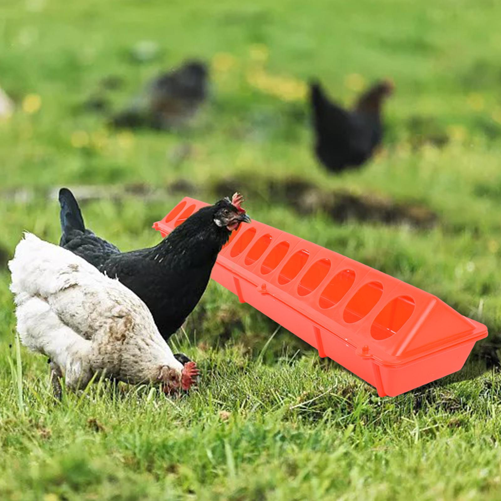 Top Poultry Feeder Birds Feeding Trough for Livestock Pigeon Cockatiels