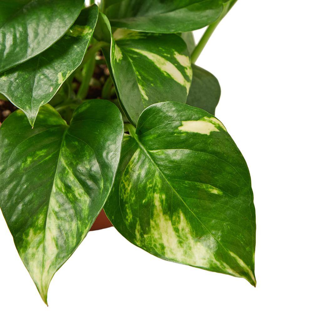 Pothos Golden Epipremnum Aureum Plant in 4 in. Grower Pot 4_POTHOS_GOLDEN