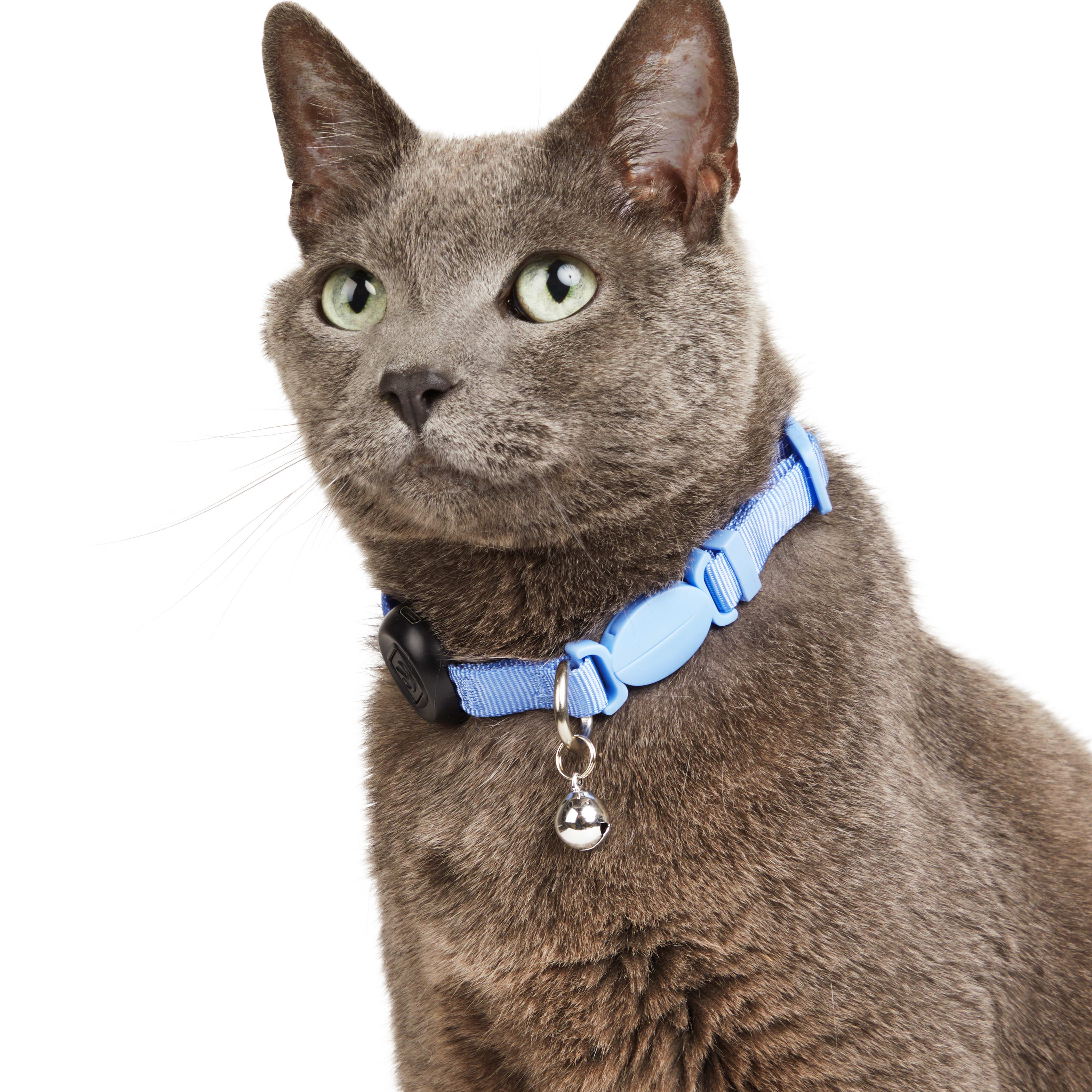 YOULY Blue LED Cat Collar