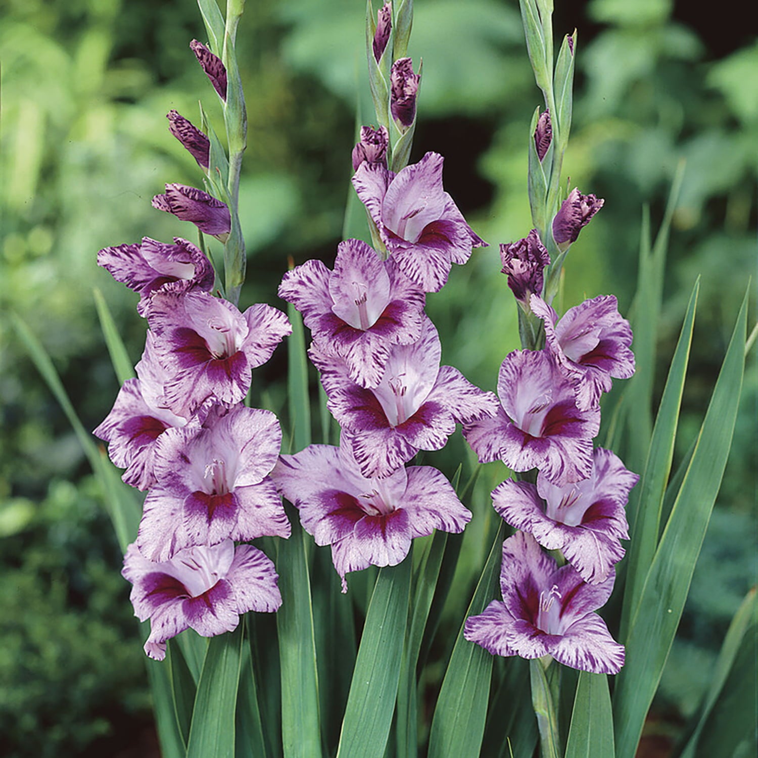 Van Zyverden Gladiolus Large Flowering Passos Set of 12 Bulbs Multicolor Part Sun