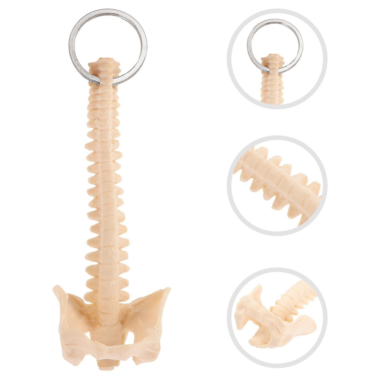 Keychain Spine Human Model Teaching Aid Novelty Toys Key Charms Stem Keyring Pendant Toy Educational Purse Biology Ornaments