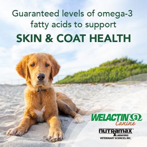 Nutramax Welactin Omega-3 Liquid Skin and Coat Supplement for Dogs